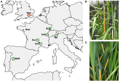 Genetic diversity and population structure of Epichloë fungal pathogens of plants in natural ecosystems